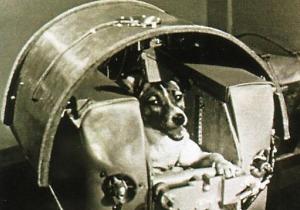 ﻿Собаки - космонавты